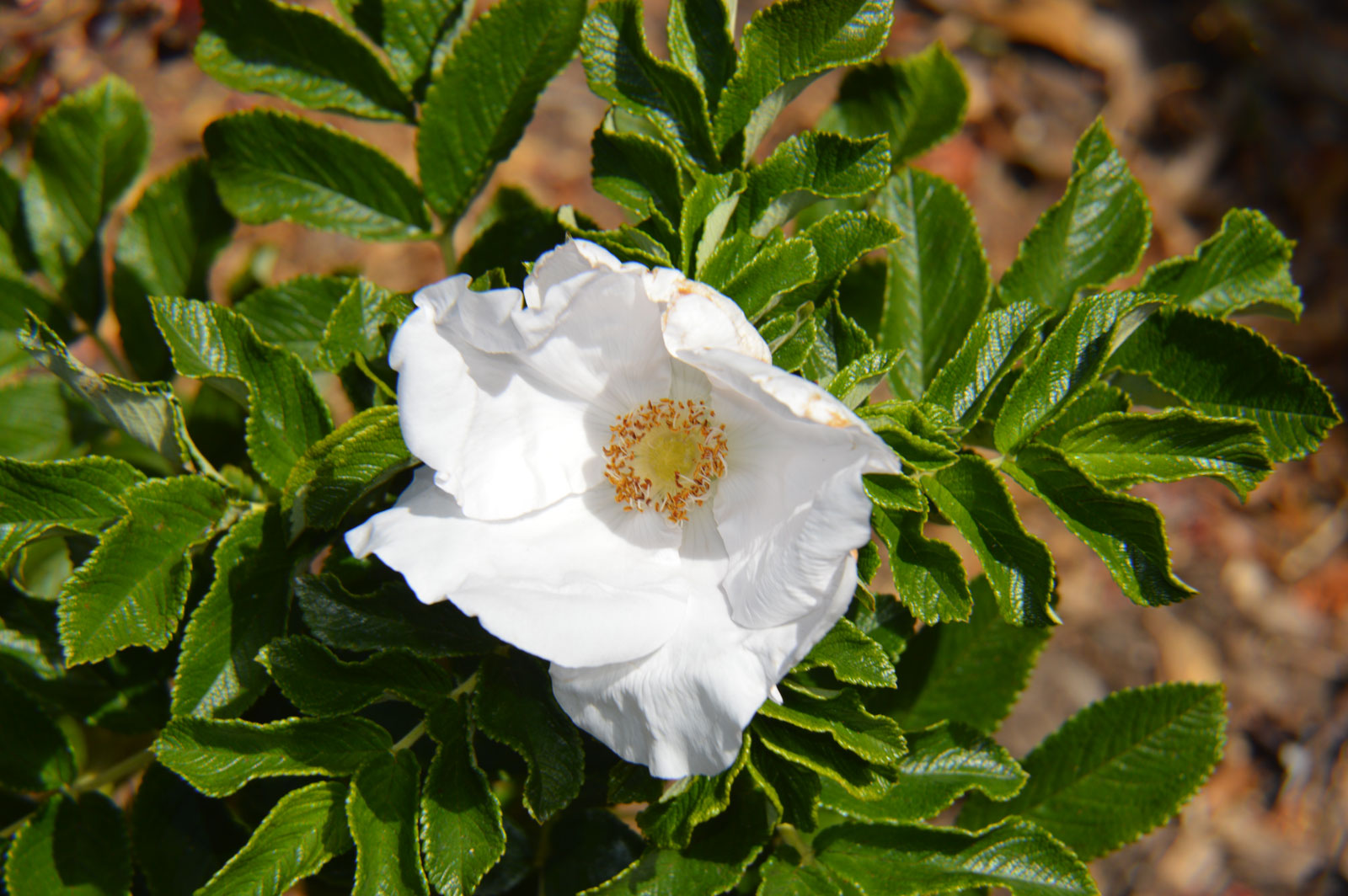 Rosa Rugosa Alba (Rugose)